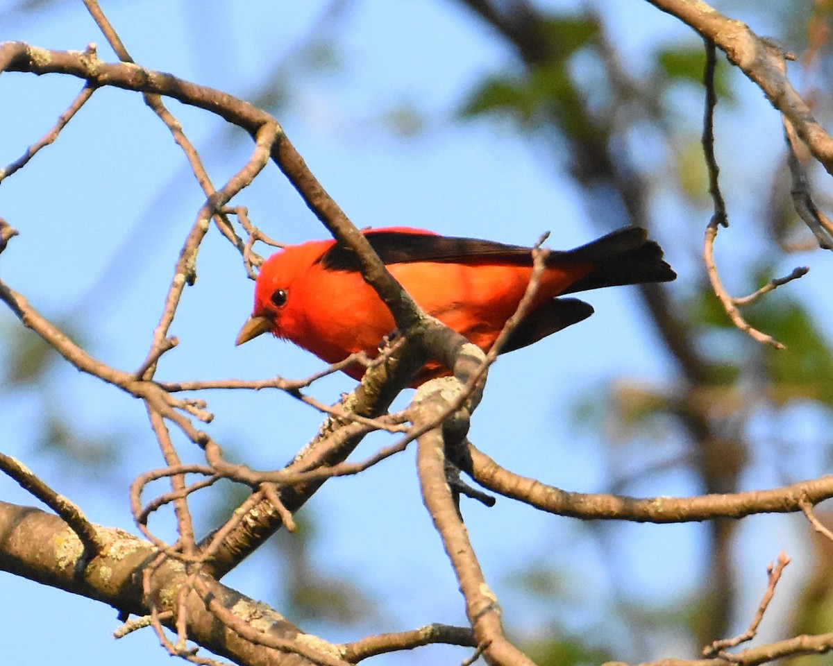 Scarlet Tanager - ML570964571