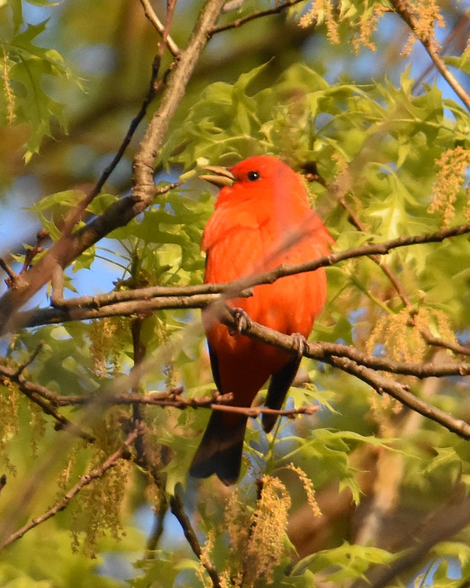 Scarlet Tanager - ML570964581