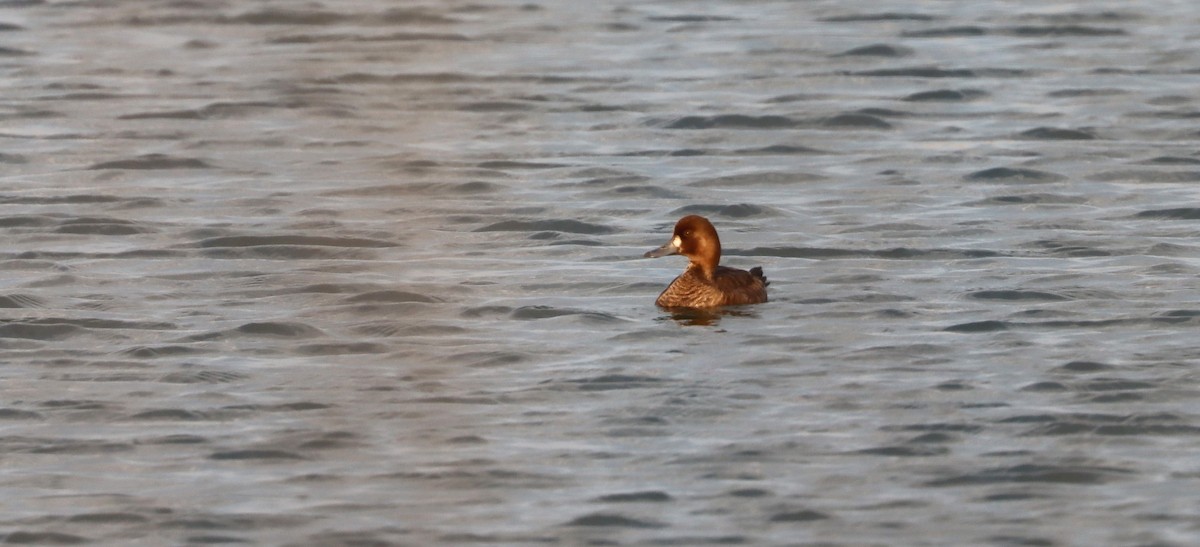 Greater Scaup - ML570964951