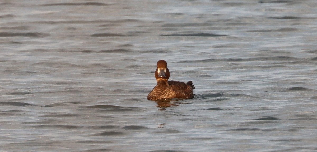 Greater Scaup - ML570965081