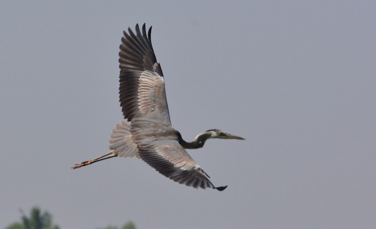 Gray Heron - ML57096521