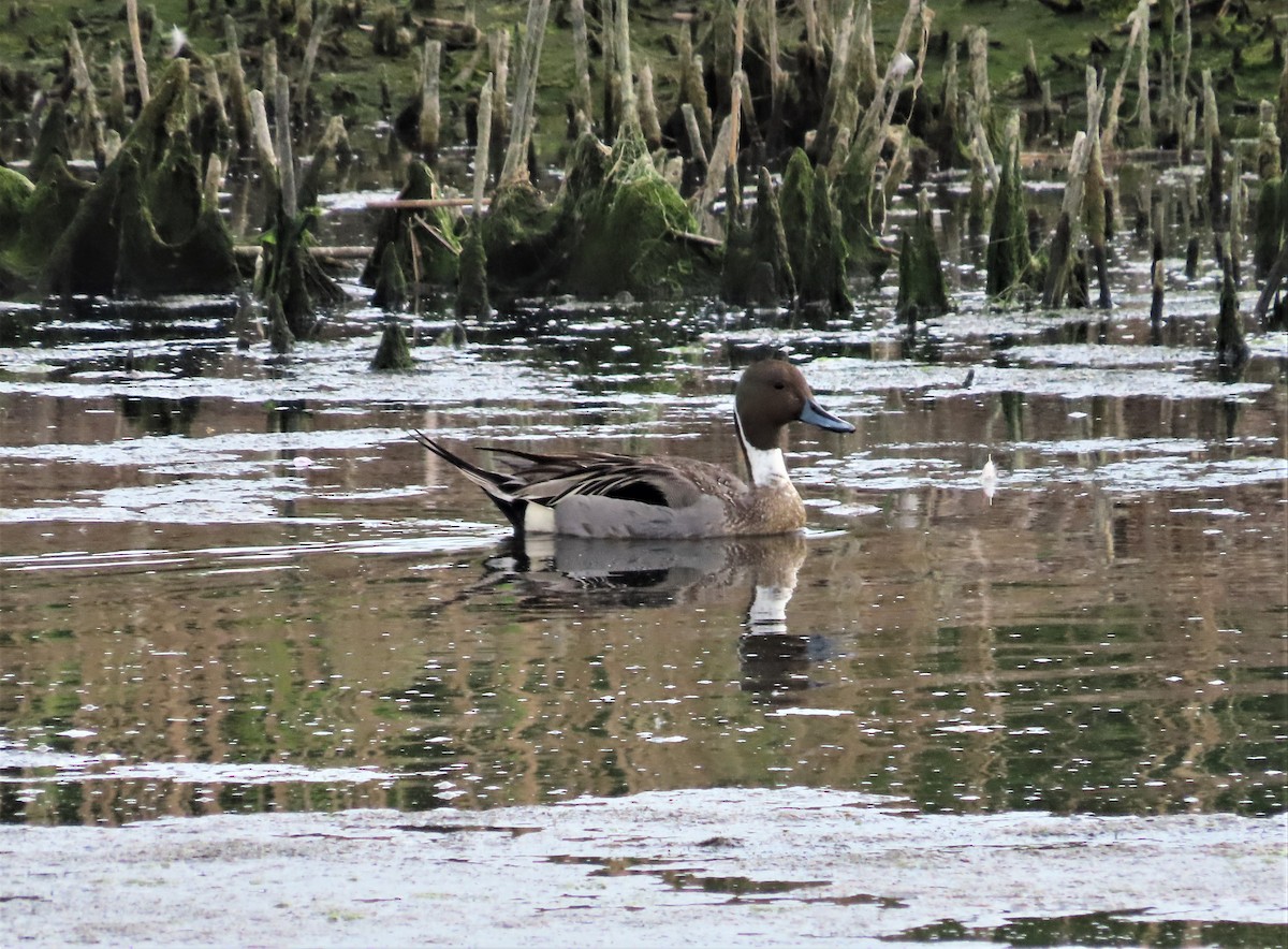 Northern Pintail - ML570965531