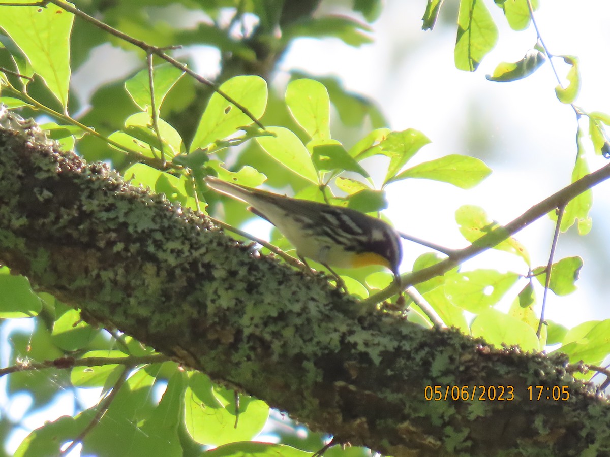 Yellow-throated Warbler - ML570966491