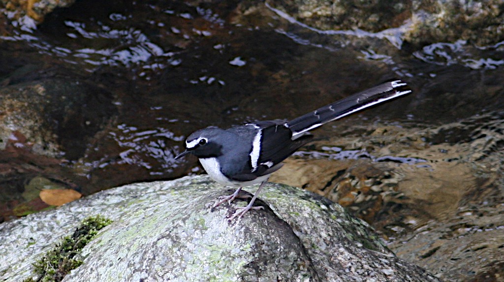 Slaty-backed Forktail - ML570966581