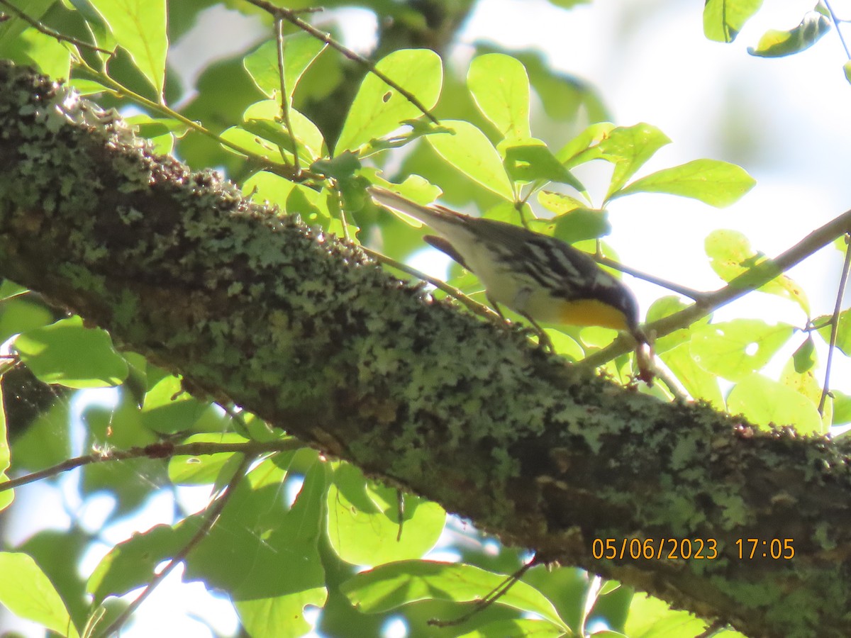 Yellow-throated Warbler - ML570966621