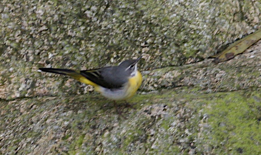 Gray Wagtail - Peter Ericsson