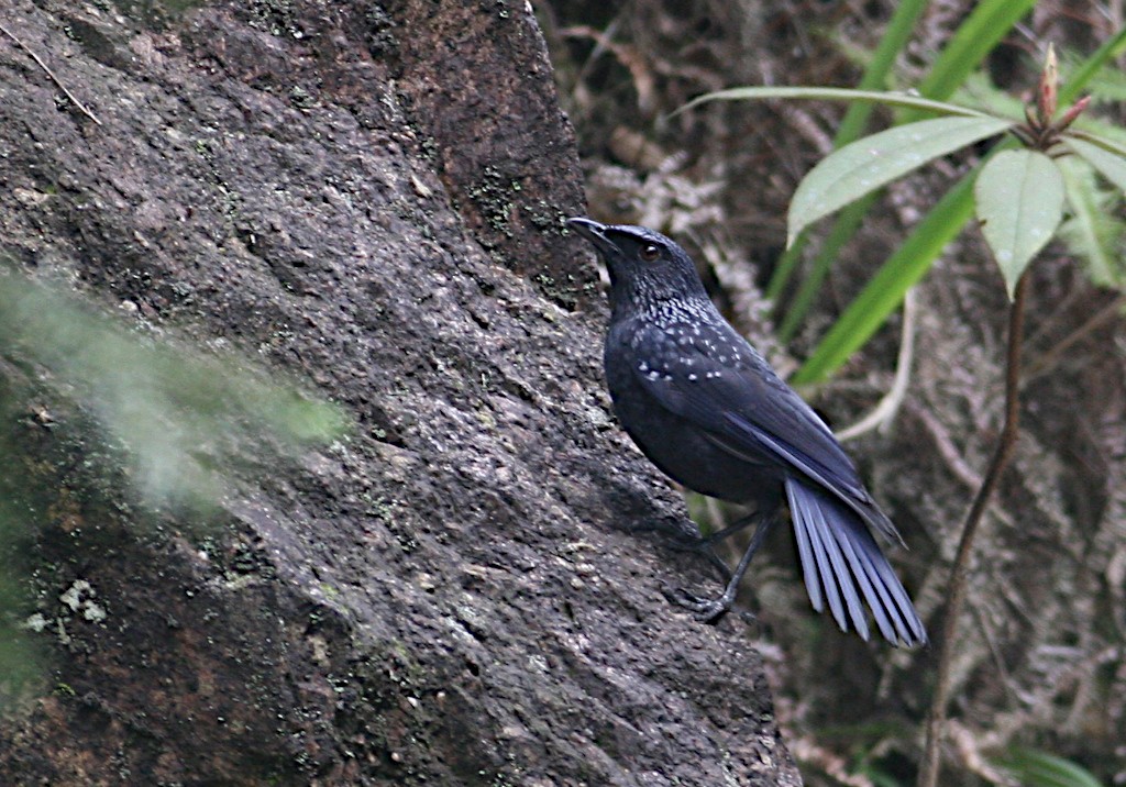 Blue Whistling-Thrush - ML570967021