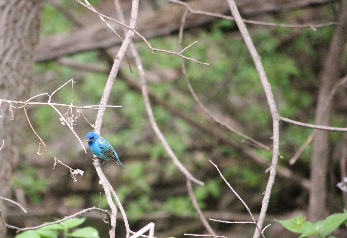 Indigo Bunting - ML570967621