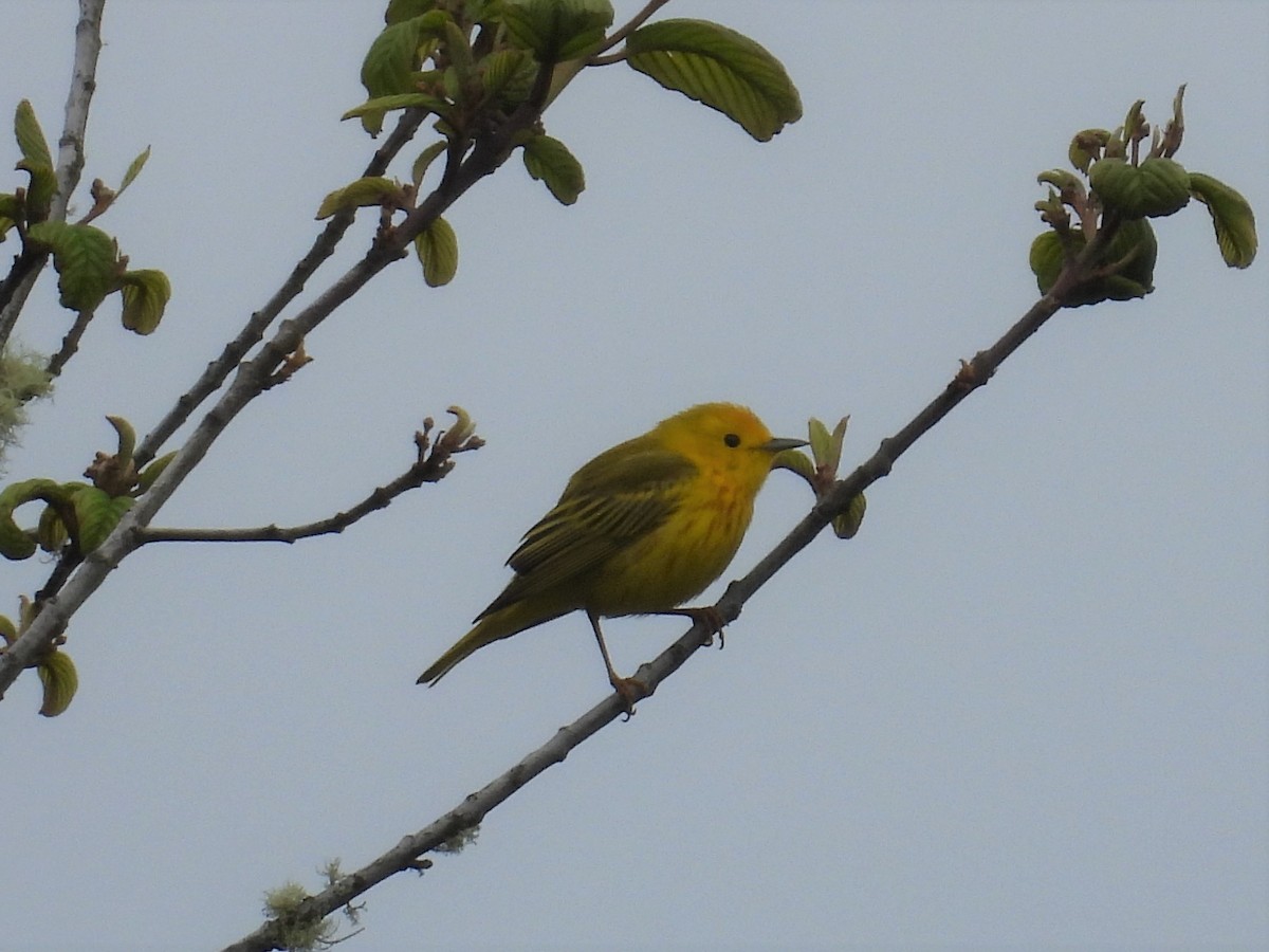 Yellow Warbler - ML570969011