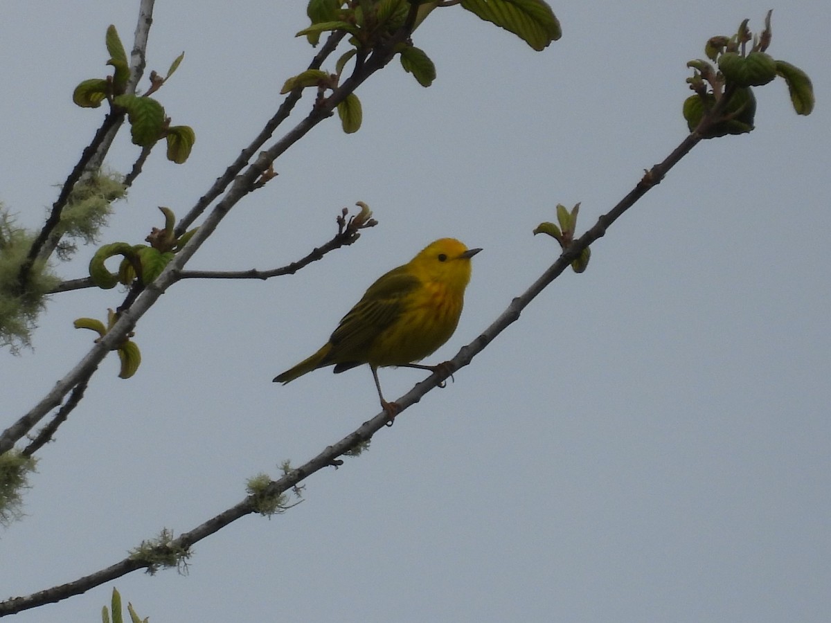 Paruline jaune - ML570969021