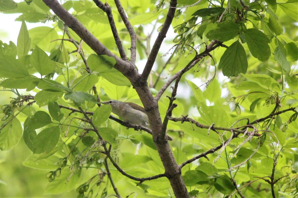 Red-eyed Vireo - ML570969121