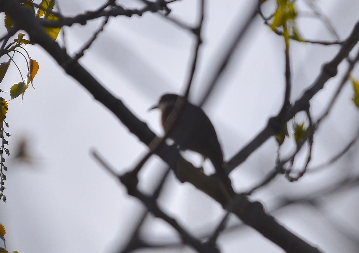 Black-billed Cuckoo - ML570969201