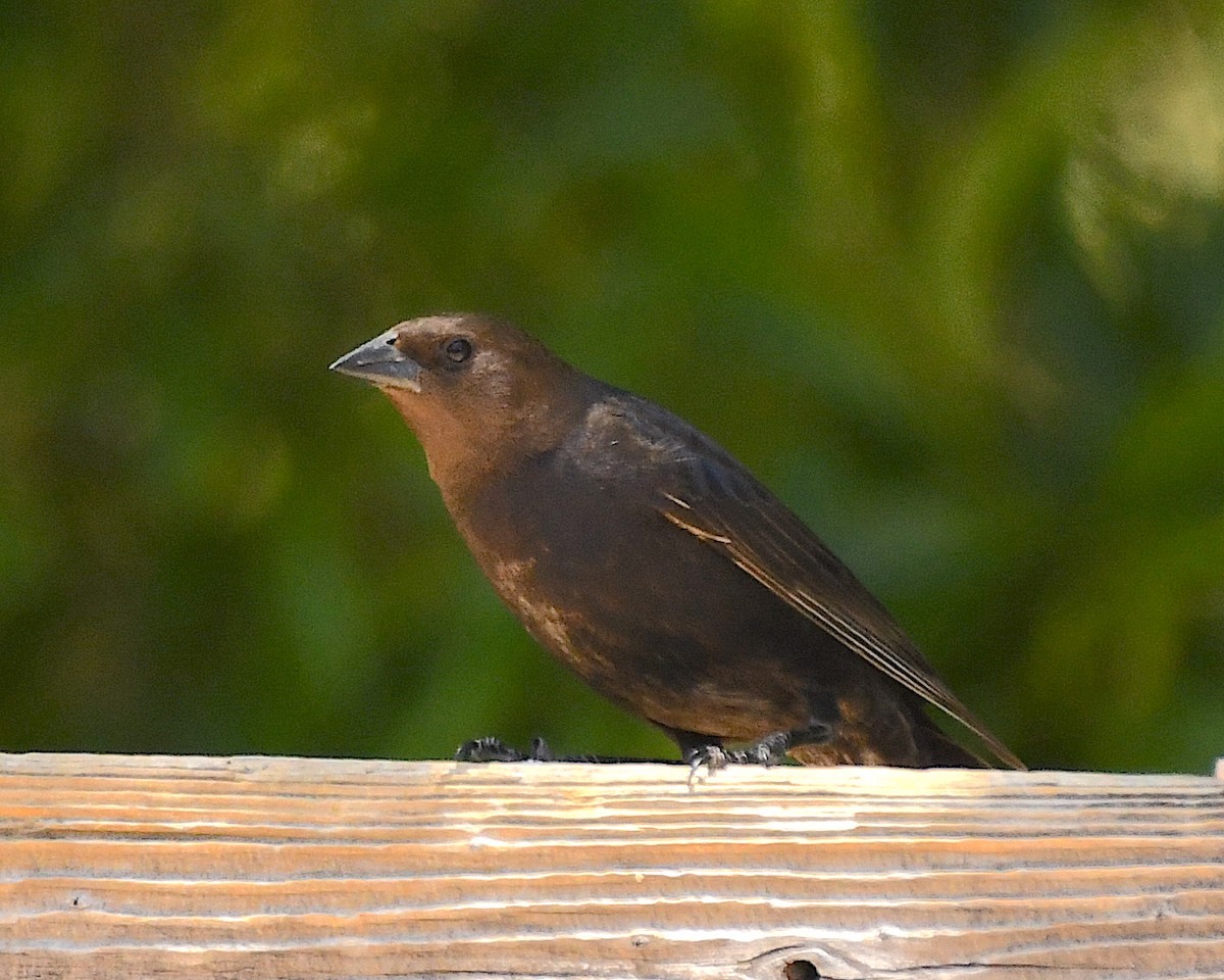 Brown-headed Cowbird - ML570970351