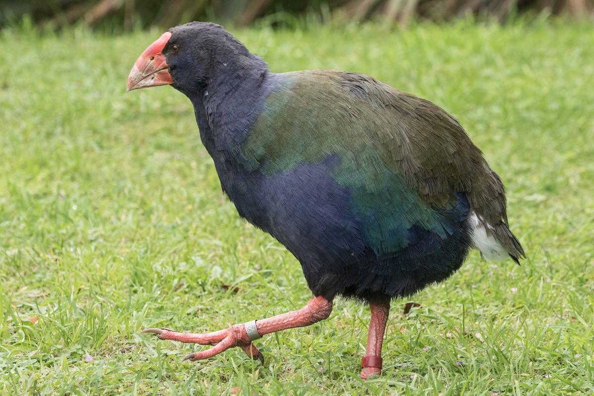 South Island Takahe - Eric VanderWerf