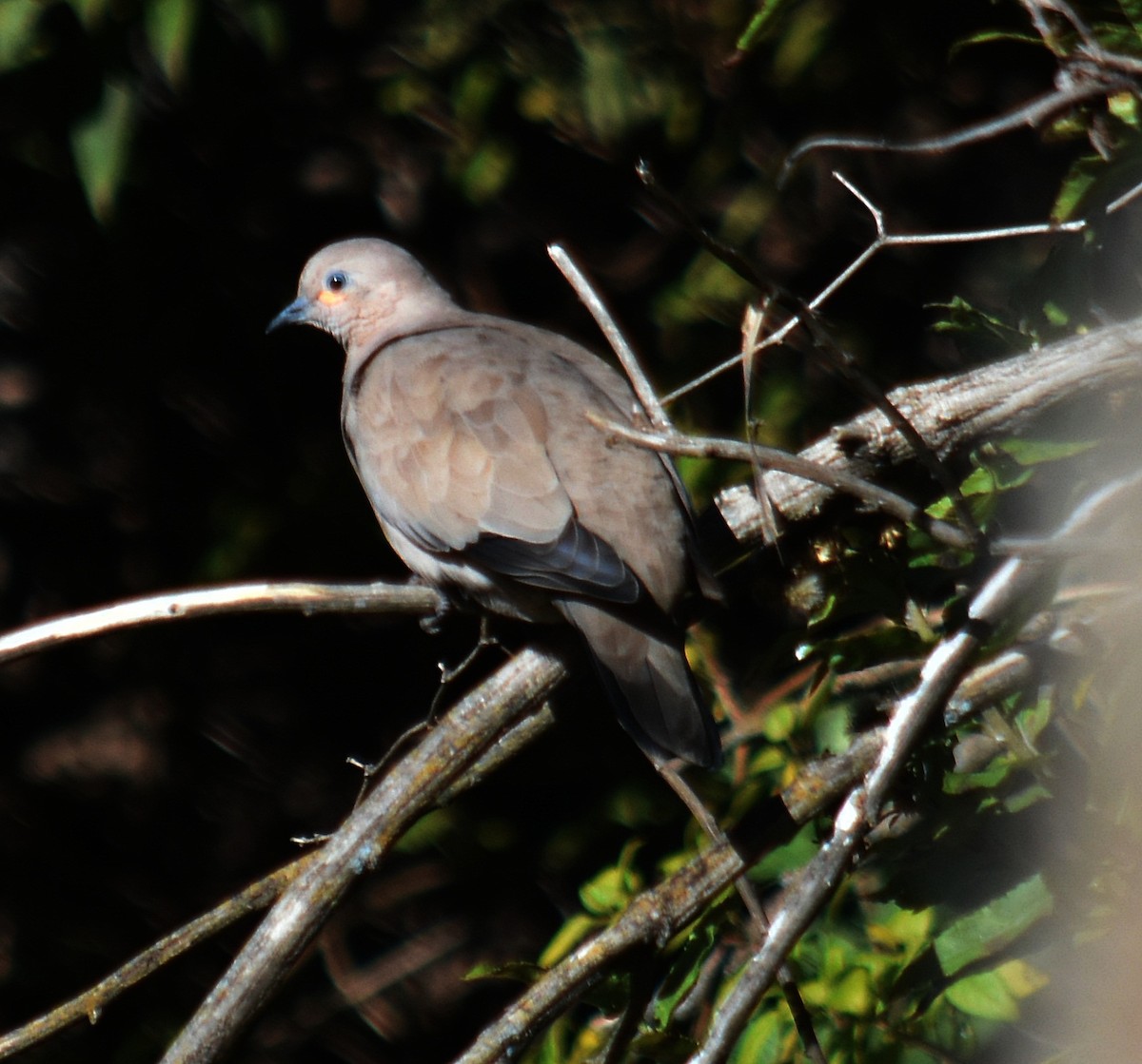 Black-winged Ground Dove - ML570973561