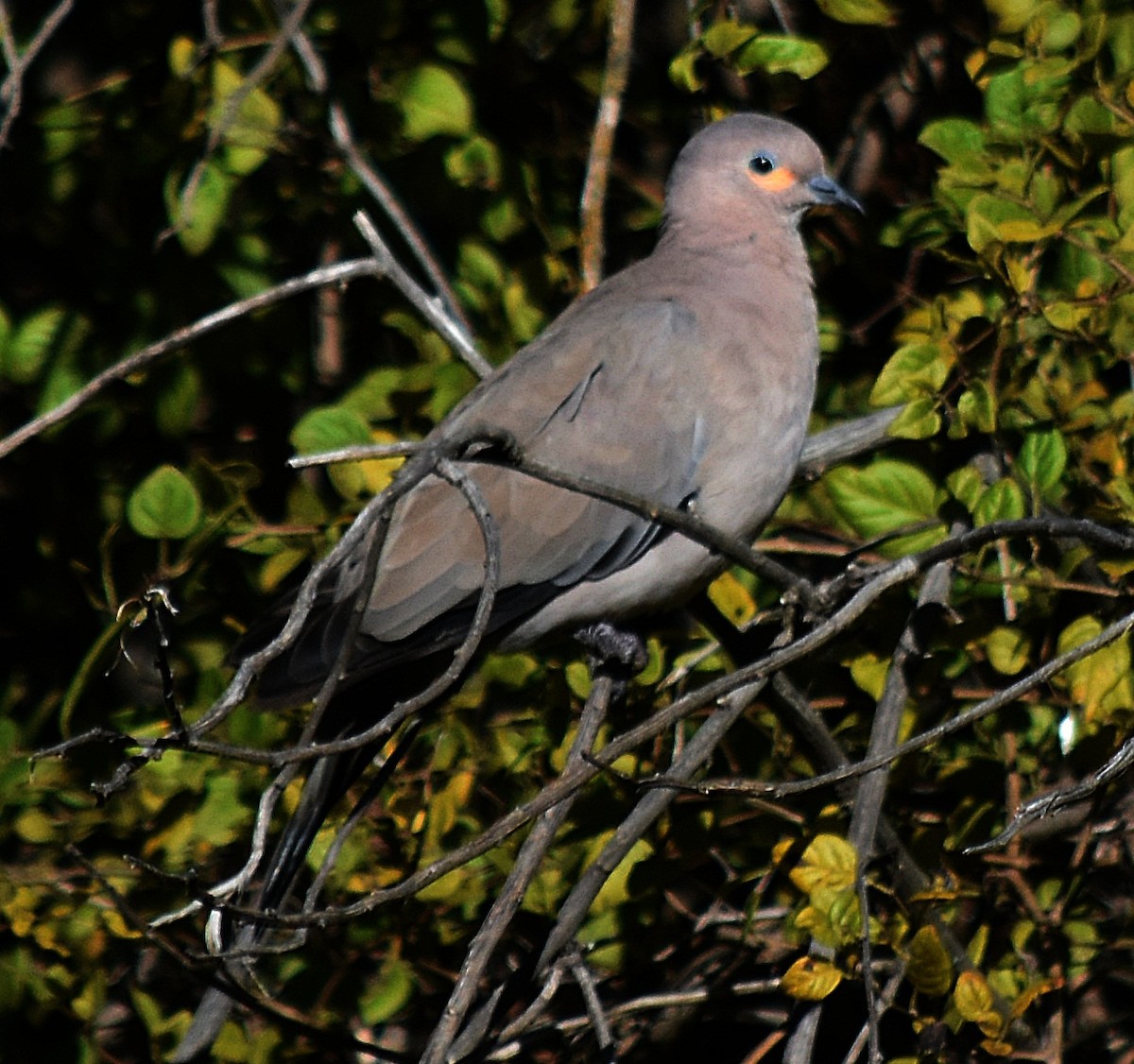 Black-winged Ground Dove - ML570973571