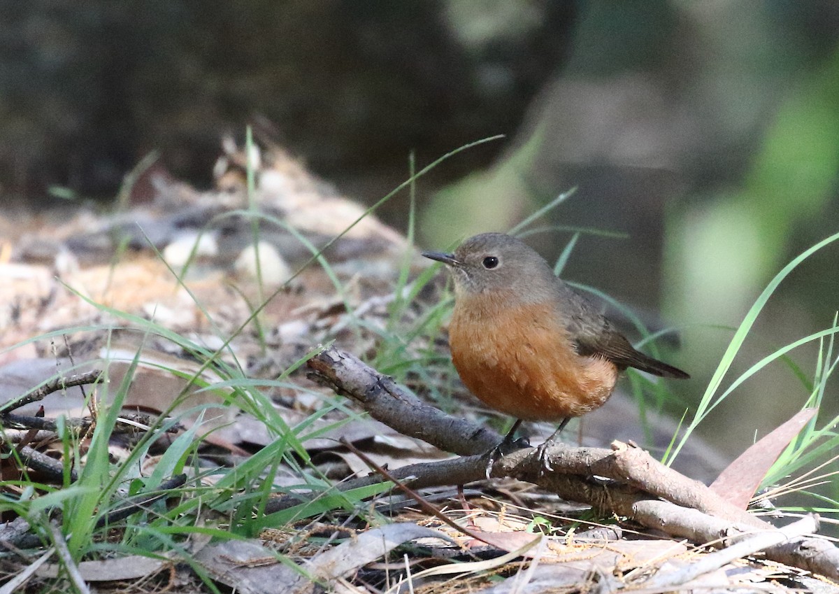 Rockwarbler - Michael Rutkowski