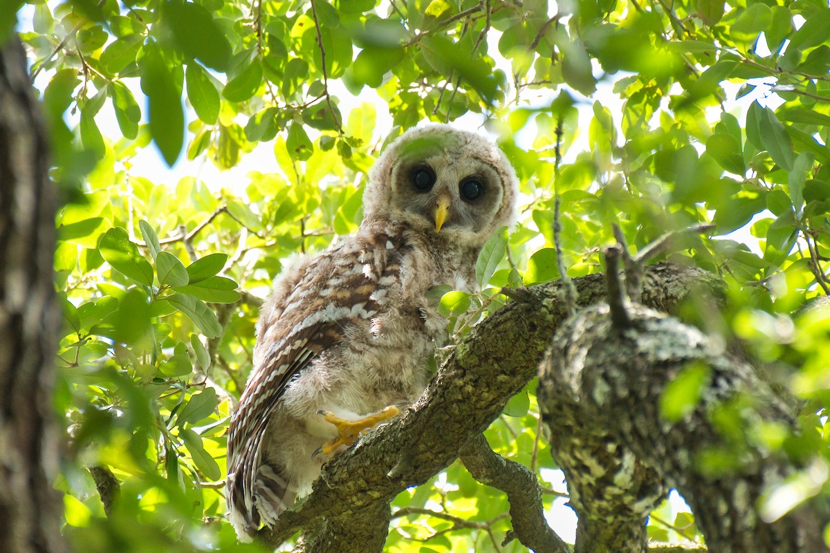 Barred Owl - Donald Fullmer