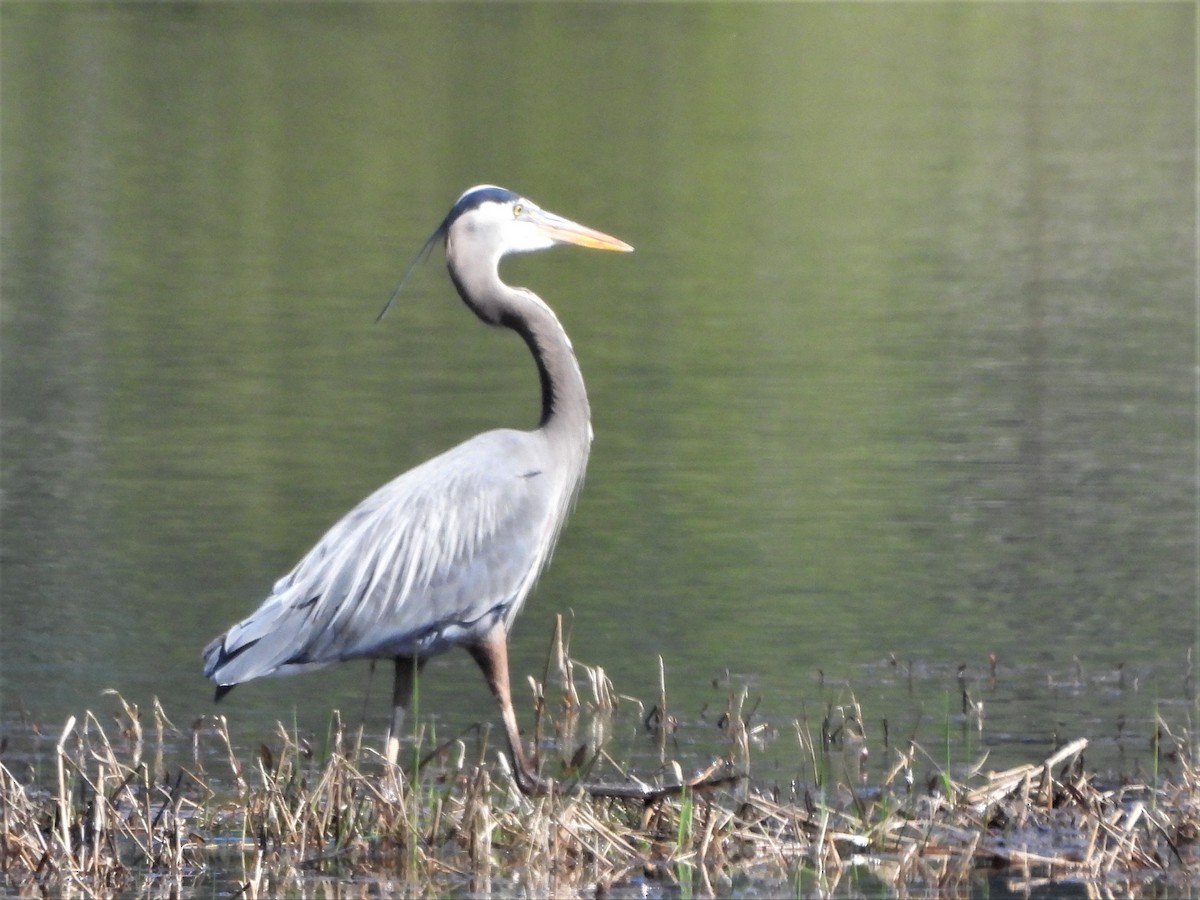 Great Blue Heron - ML570977211