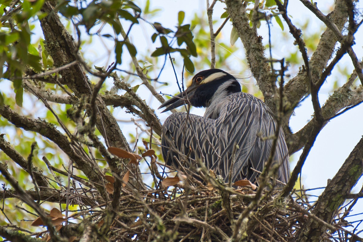 Yellow-crowned Night Heron - Donald Fullmer