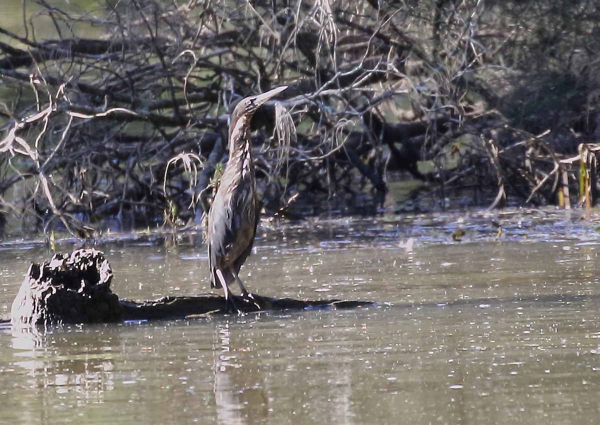 Black Bittern - Michael Rutkowski