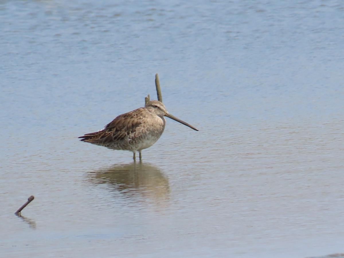 Long-billed Dowitcher - ML570980441