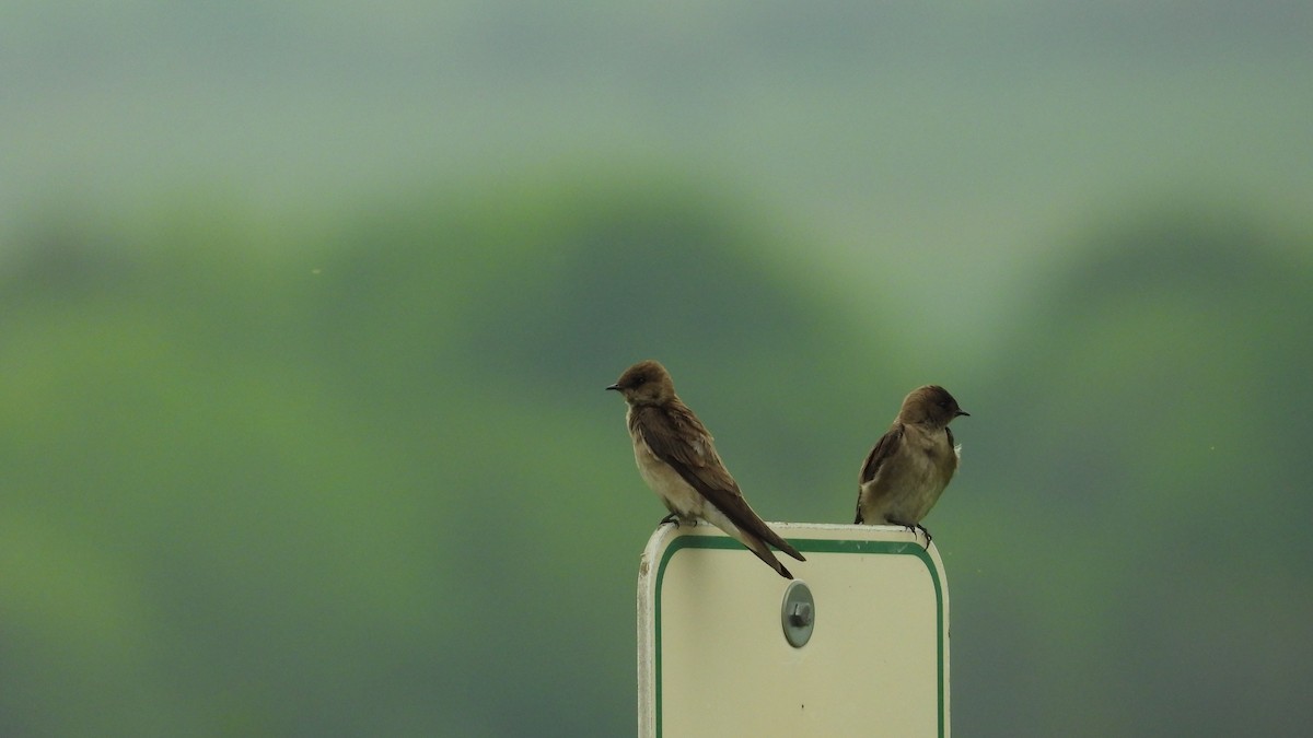 Hirondelle à ailes hérissées - ML570980891