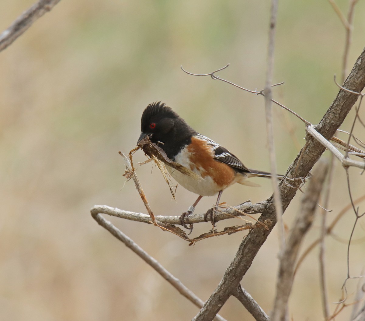 Spotted Towhee - ML570981431