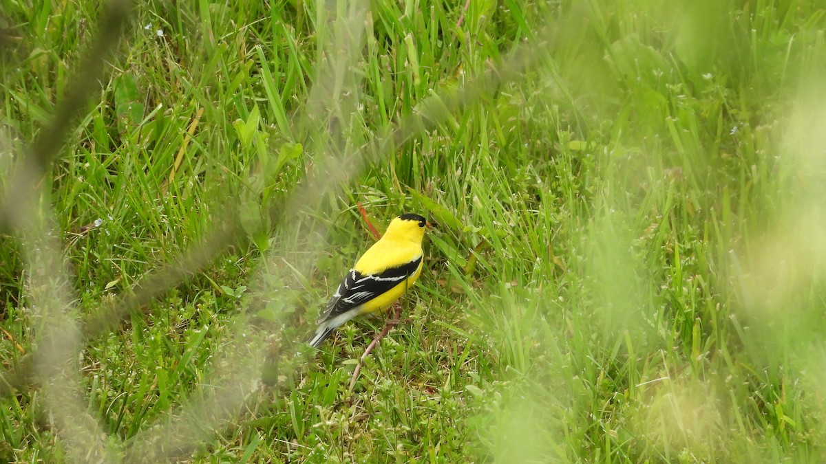 Chardonneret jaune - ML570981471