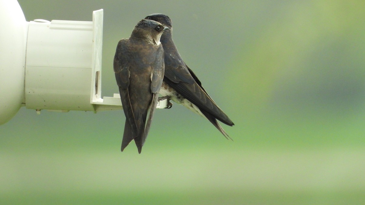 Hirondelle noire - ML570981941