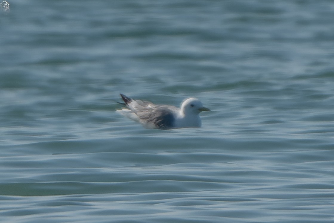 Black-legged Kittiwake - ML570982271