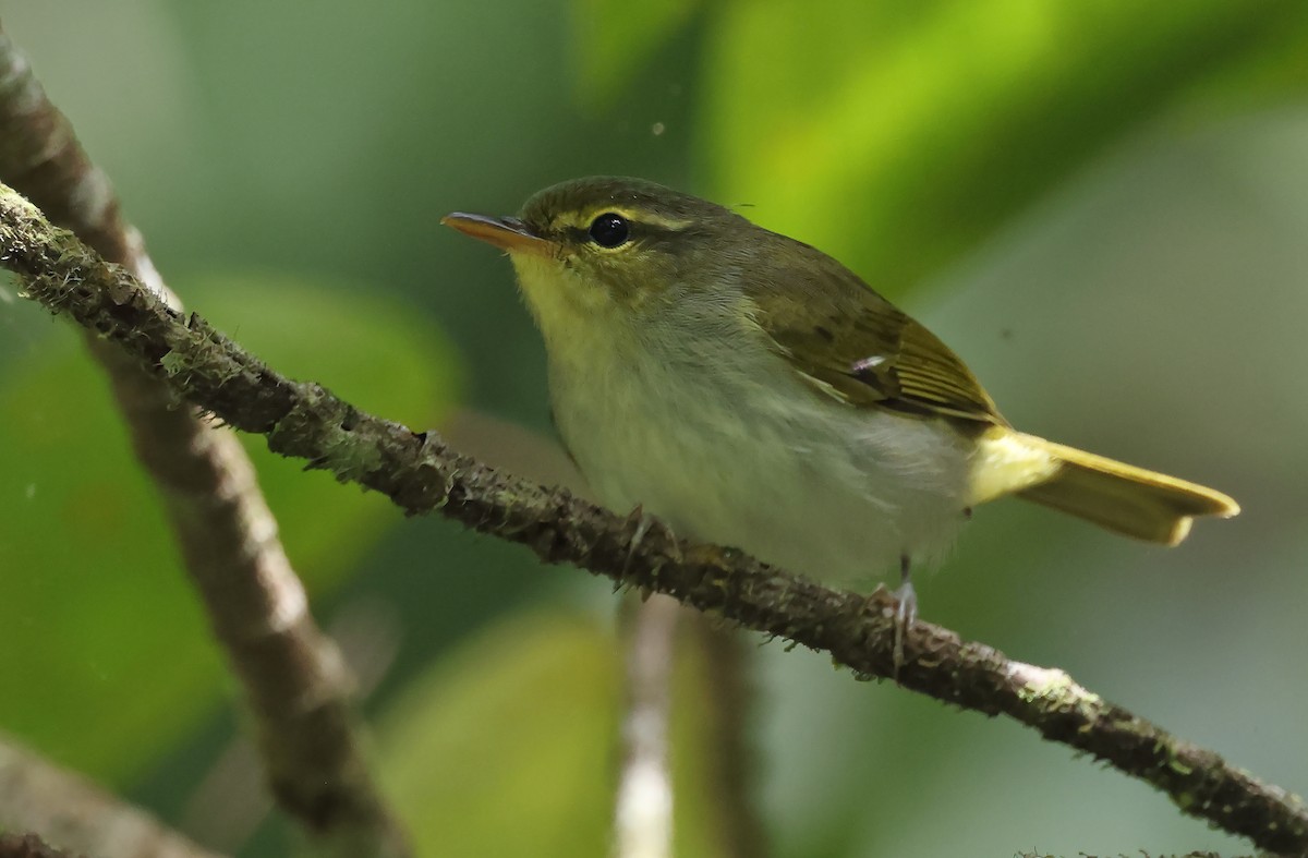 Lemon-throated Leaf Warbler - ML570982871