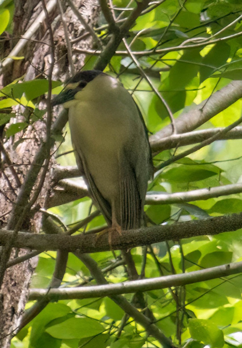 Black-crowned Night Heron - ML570983341