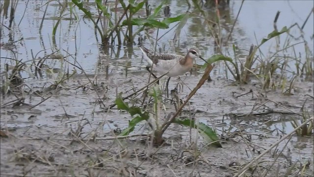 Wilson's Phalarope - ML570983941