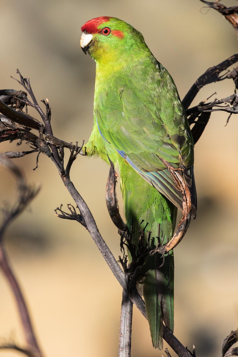 Red-crowned Parakeet - Eric VanderWerf