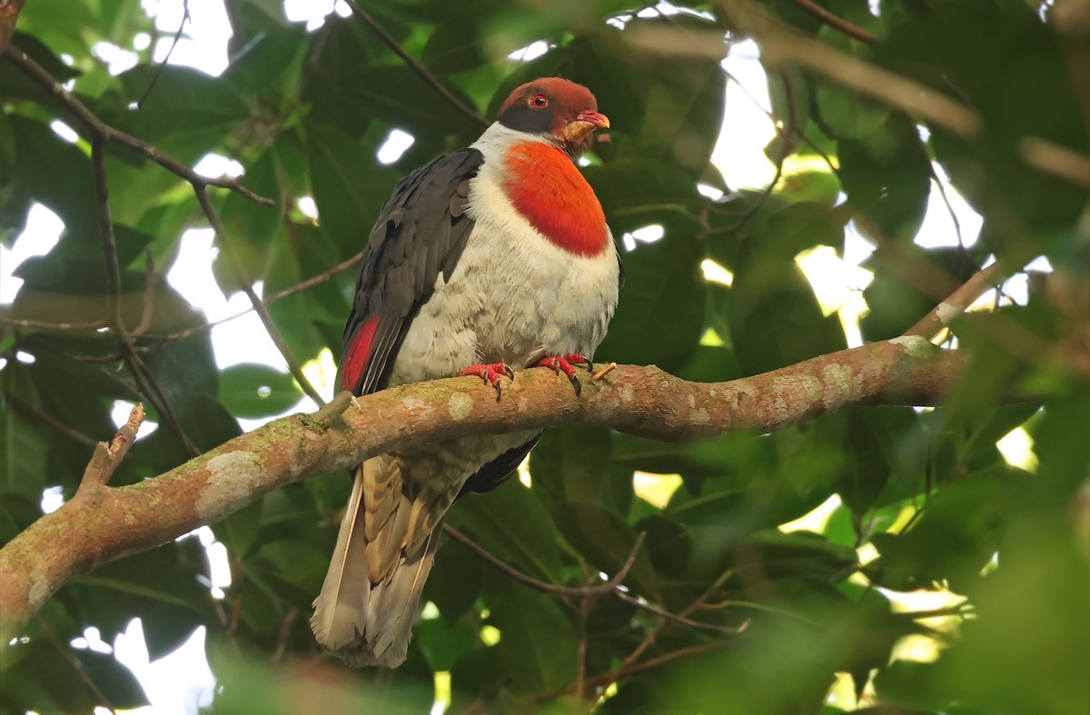 Flame-breasted Fruit-Dove - ML570985731