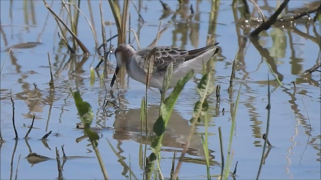 Wilson's Phalarope - ML570986431