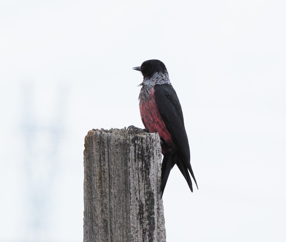 Lewis's Woodpecker - ML570987311