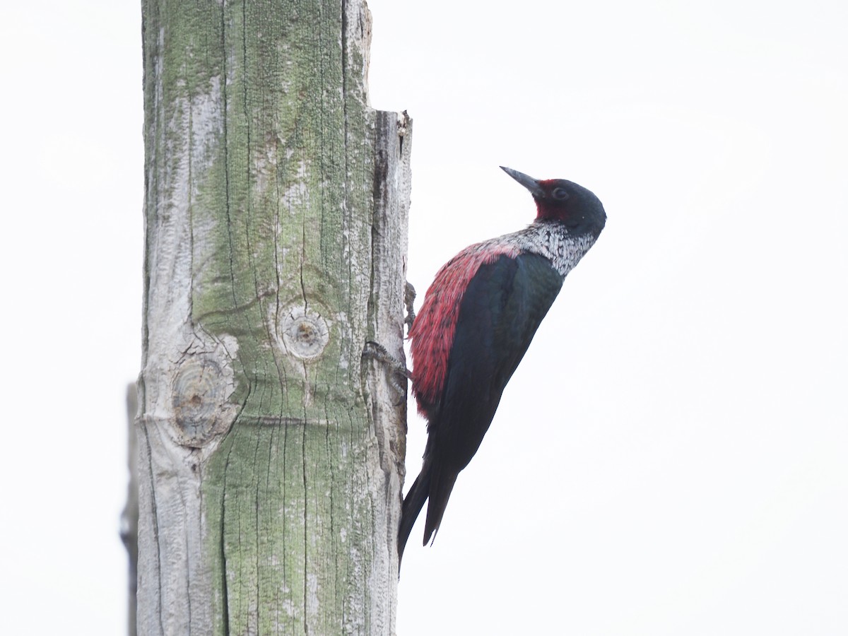 Lewis's Woodpecker - Bill Schreitz