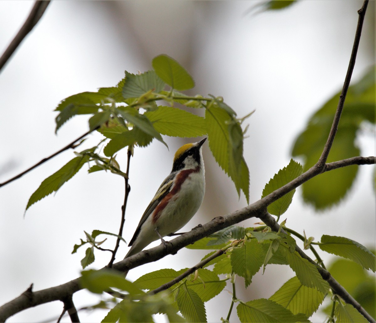 Chestnut-sided Warbler - ML570987841