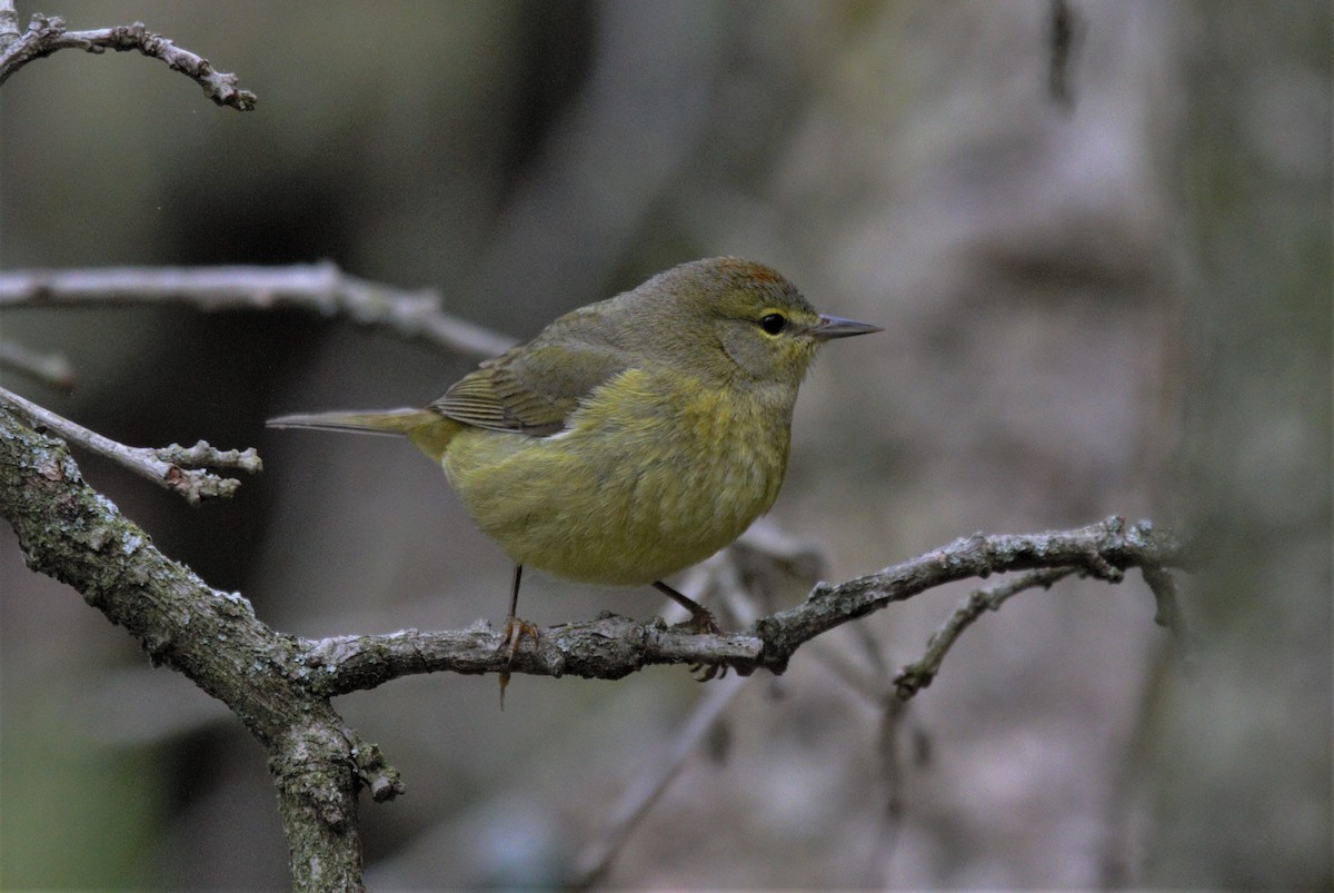 Orange-crowned Warbler - ML570987911