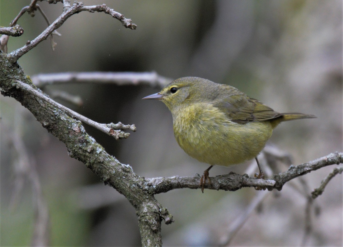 Orange-crowned Warbler - ML570987921