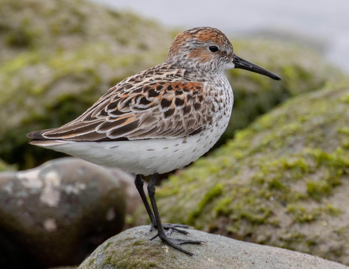 Western Sandpiper - ML570988381