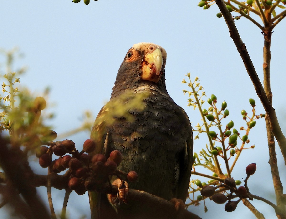 White-crowned Parrot - Ron Furnish