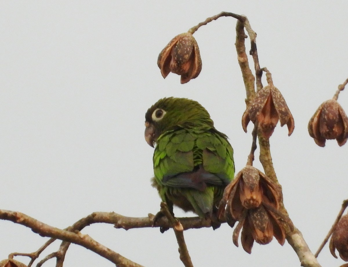 Olive-throated Parakeet - Ron Furnish
