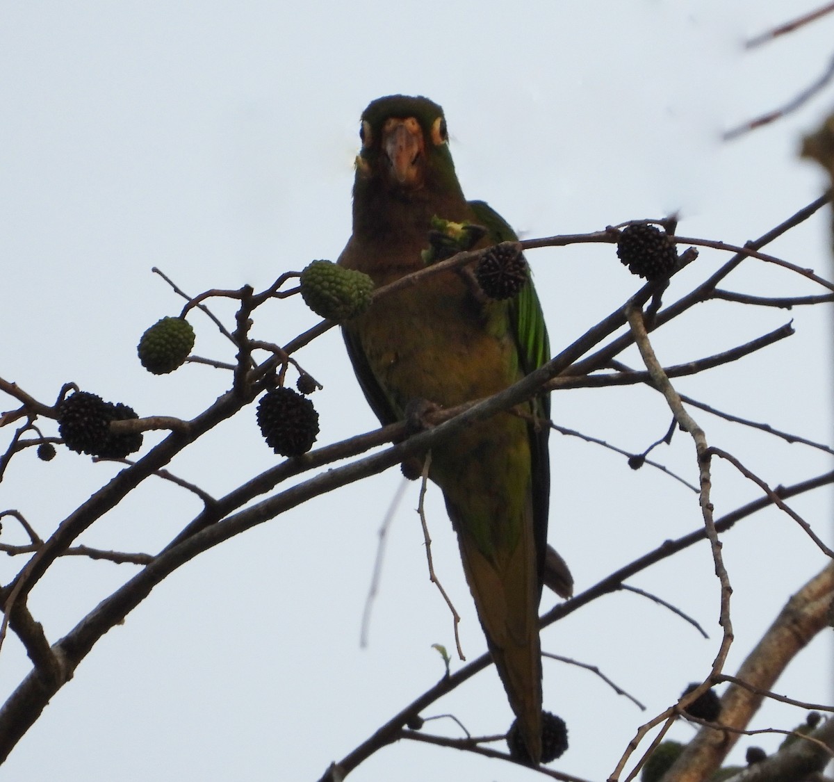 Olive-throated Parakeet - Ron Furnish