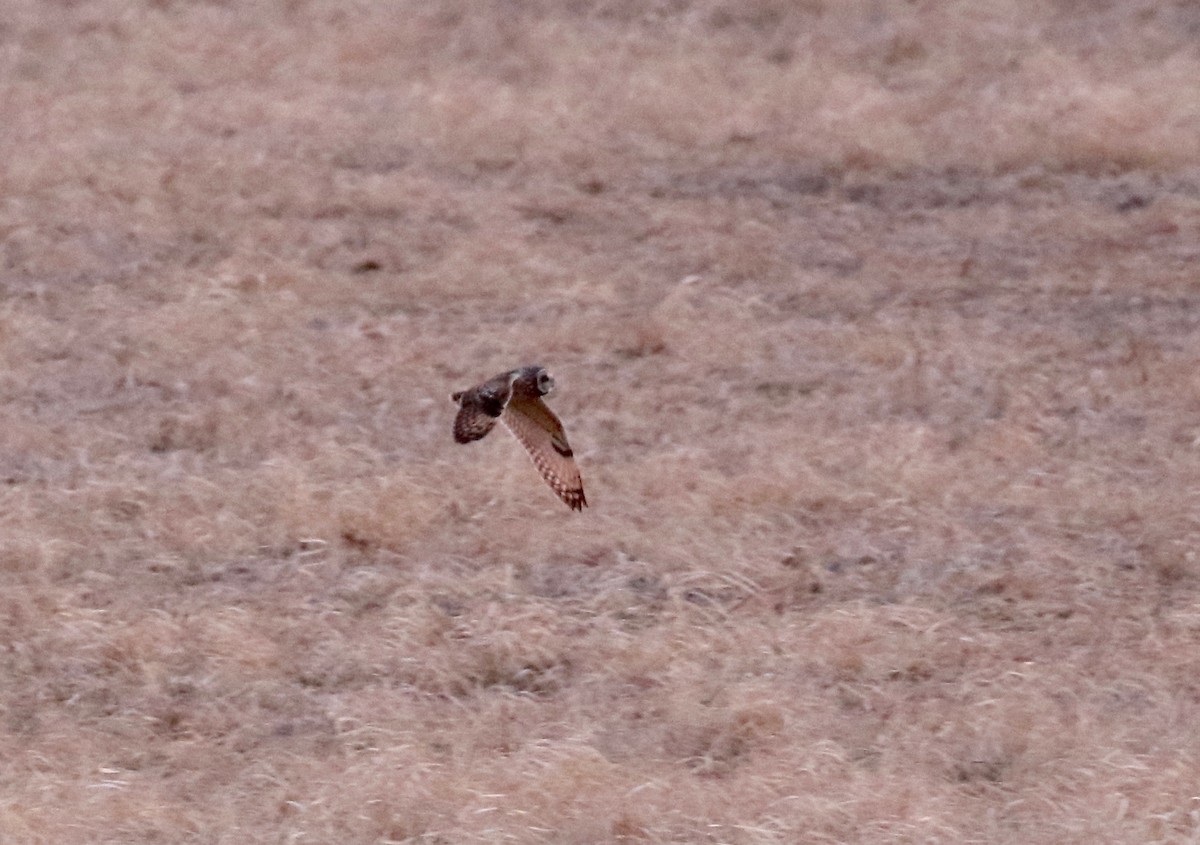 Short-eared Owl - ML570989311