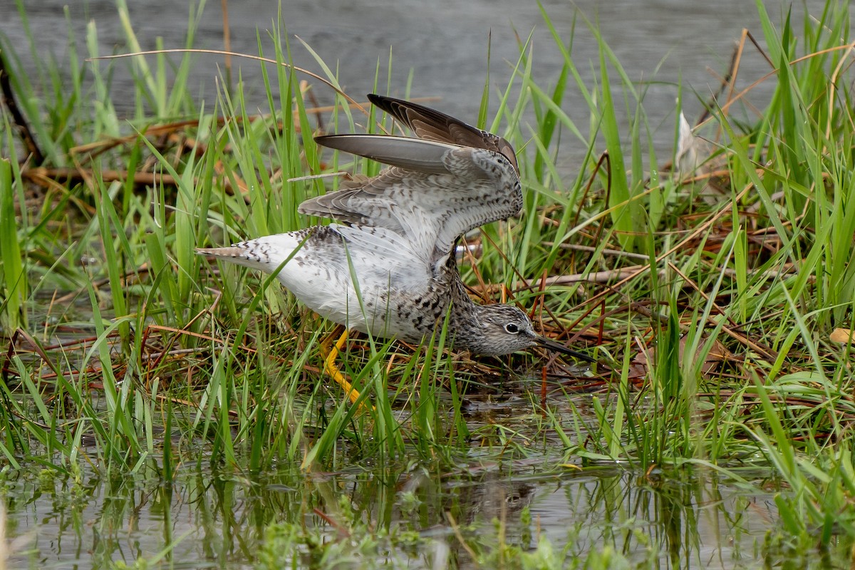 Lesser Yellowlegs - Robert Raker