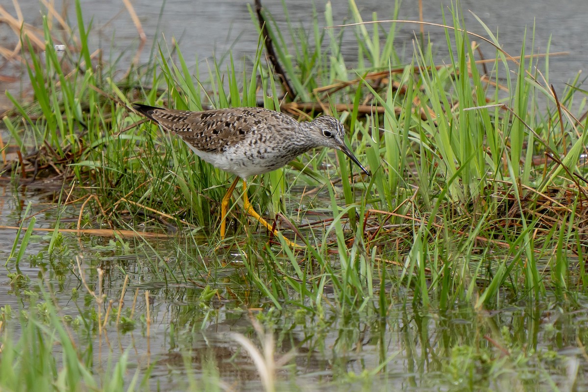 Lesser Yellowlegs - Robert Raker