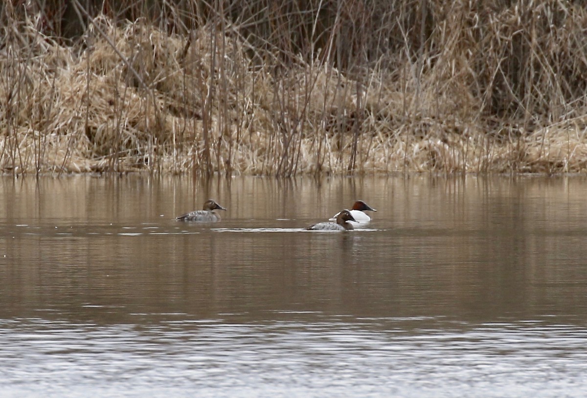 Canvasback - ML570989921